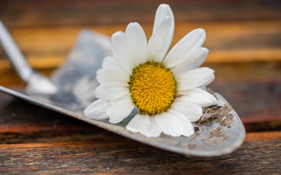 Garden_Trowel_Daisy