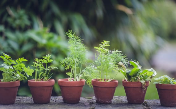 Potted_Garden_Herbs