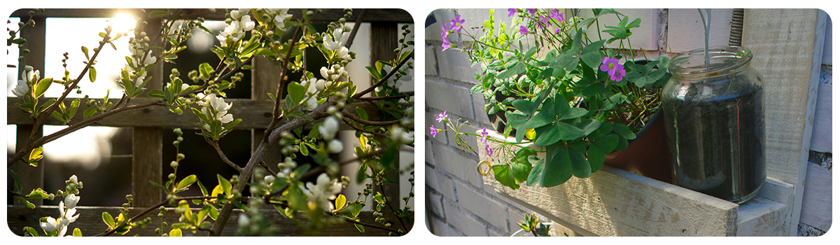 climbing_plants_potted_plants