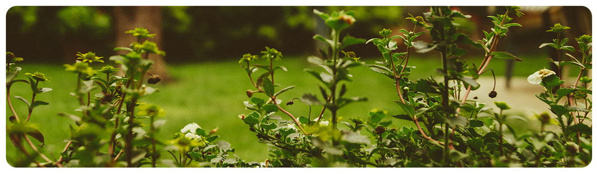 hedge growing in garden