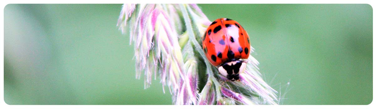 Ladybird on a flower