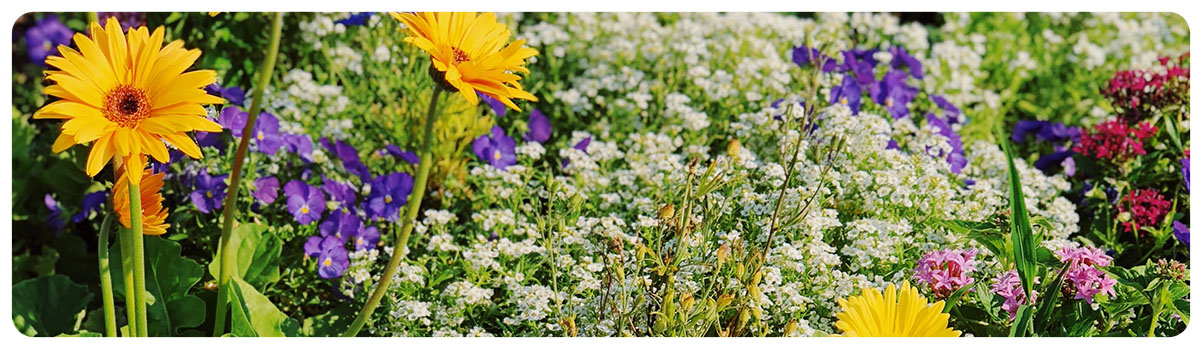 Blooming wildflowers