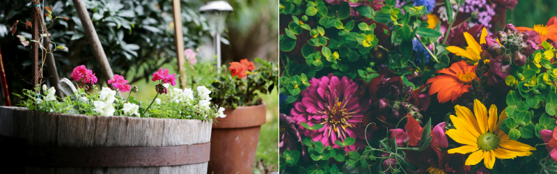 Bright coloured plants