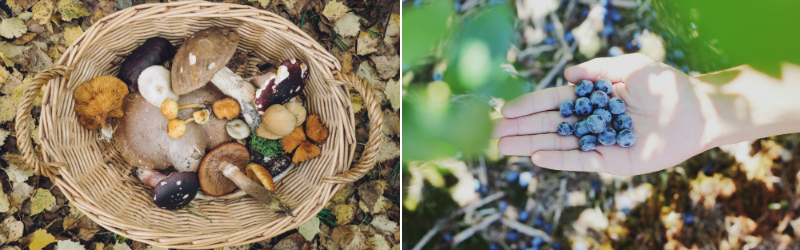 Foraging Food