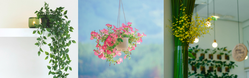 Hanging plants