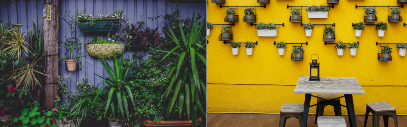 Colourful wall flowers