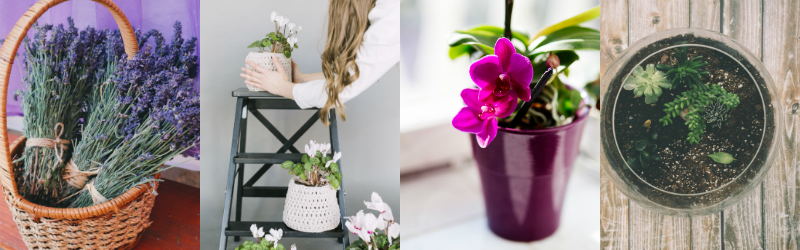 Lavender basket and potted plants