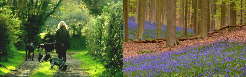 South West Nature Bluebells