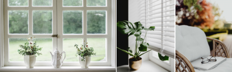 Window Plants
